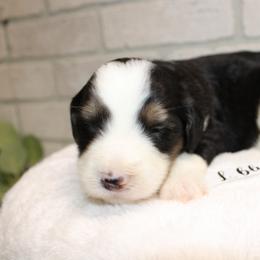 Light blue Female - Tri-color female Bernedoodle puppy in Mississippi from Ewing Acres