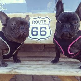 French Bulldogs from All Time Frenchies