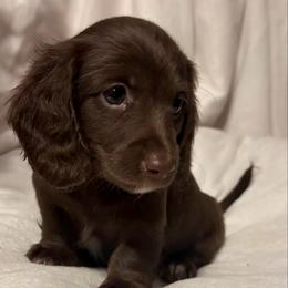 Mitten - Chocolate female Dachshund puppy in Kentucky from Wonderful Weiners