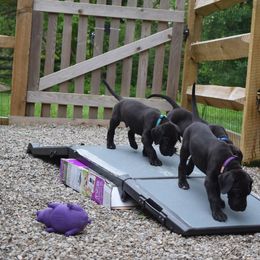 Great Dane Puppies from VanDelft Danes