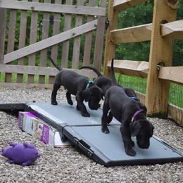 Great Dane Puppies from VanDelft Danes