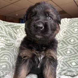 Root Beer - Black and red male German Shepherd puppy in Coplay, Pennsylvania from By My Side Germans Shepherds & Dobermans