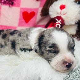 Tank - Blue merle male Miniature Australian Shepherd puppy in Wauchula, Florida from Sun & Moon Aussies