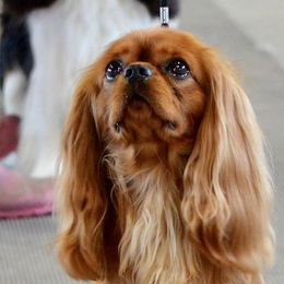 Rowan - Cavalier King Charles Spaniel