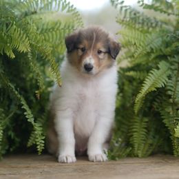 Gucci - Sable and white male Collie puppy in Huffville, Virginia from Blackberry Hills Cattle dogs and Collies
