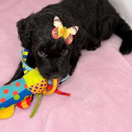 Storm - Phantom female Goldendoodle puppy in Glendale, Arizona from CocoLove Doodles