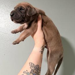 Chrome - Blue male Great Dane puppy in Jerusalem, Arkansas from Mara Danes