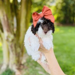 Iris - Brown and white female Bernedoodle puppy in Carnesville, Georgia from Allie's Southern Doodles
