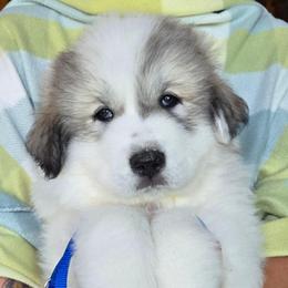 Maui - White and badger male Great Pyrenees puppy in Antwerp, New York from Empyre Great Pyrenees