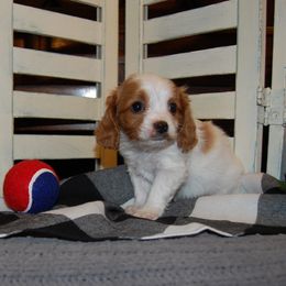Cavapoo Puppies from Dogwood & Sassafras Companions