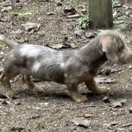 Luke - Dachshund