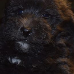 Miniature Schnauzers and Schnoodles from Angel Paw's Kennel
