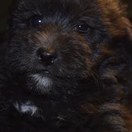 Miniature Schnauzers and Schnoodles from Angel Paw's Kennel