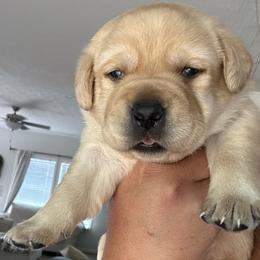 Male 2 - Yellow male Labrador Retriever puppy in Catawba, North Carolina from Raising Hope Labradors