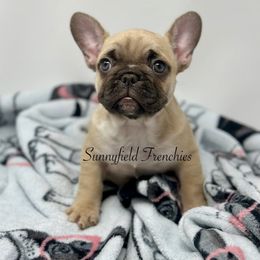 Libby - Fawn female French Bulldog puppy in Chase City, Virginia from Sunnyfield Frenchies