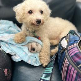 Vivi - Bichon Frise