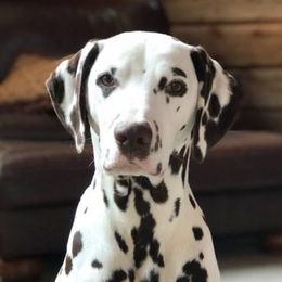 Brady - Dalmatian