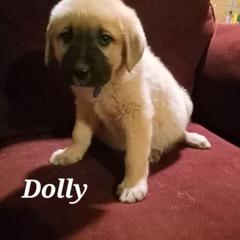 Anatolian Shepherd Dog Puppies from Sunset Ridge Farm