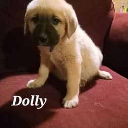 Anatolian Shepherd Dog Puppies from Sunset Ridge Farm