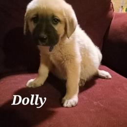 Anatolian Shepherd Dog Puppies from Sunset Ridge Farm