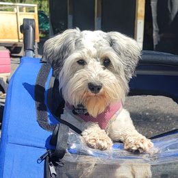 Pico - Miniature Schnauzer