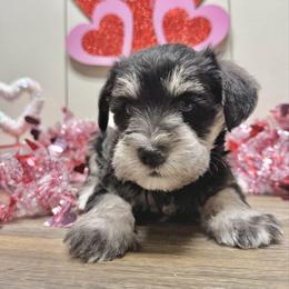 Oki - Black and silver male Miniature Schnauzer puppy in Huntington, Utah from Schnauzers on Robinson Lane