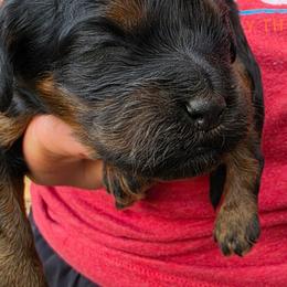 Ashy - Black and tan female Cockapoo puppy in Indiahoma, Oklahoma from Phamily Doodles