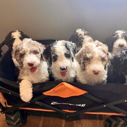 Bernedoodle Puppies from Lovey Dovey Bernedoodles