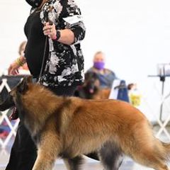Belgian Tervuren from Bab Hanna