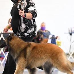 Belgian Tervuren from Bab Hanna
