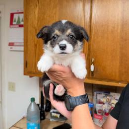 Girl 3 - White and black female Pembroke Welsh Corgi puppy in San Diego, California from San Diego Corgis