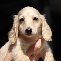 Boy 3 - Cream male Dachshund puppy in Azle, Texas from American Dachshunds