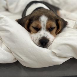 Beagle Puppies from Leslie Beagles of Leslie Farm