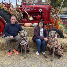 Hazel - Weimaraner