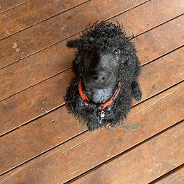 Poodle Puppies from Stunningly Sweet Standards