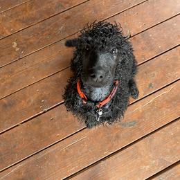 Poodle Puppies from Stunningly Sweet Standards