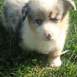 Spook - Blue male Pembroke Welsh Corgi puppy in Hillsville, Virginia from Bonderosa Kennels