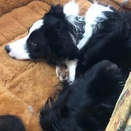 Border Collies from Blue Ridge Mountain Border Collies