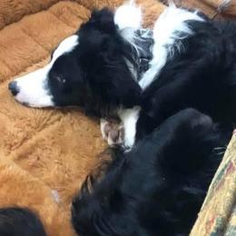 Border Collies from Blue Ridge Mountain Border Collies