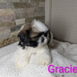 Gracie - Gold and white female Shih Tzu puppy in Clyde, North Carolina from Shawgo Pups