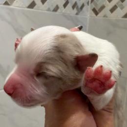 Ambrose - Yellow male Miniature Australian Shepherd puppy in Taylor, Arizona from Holy Ghost Ranch, Inc