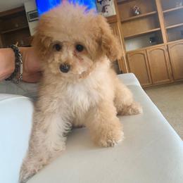 Candi - Poodle