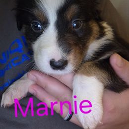 Marnie - Black tri-color female Australian Shepherd puppy in Summerville, Georgia from H-F Farms