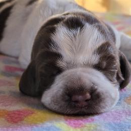 Girl 1 - female Spinone Italiano puppy in Florida from Starfire Leonbergers and Spinone Italiano