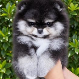 Britt - Black and Tan Girl Pomeranian - Black and tan parti female Pomeranian puppy in Gulf Breeze, Florida from SW Poms & Frenchies