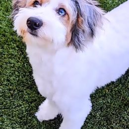 Jessi - Aussiedoodle