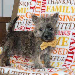 Grant - Brindle male Cairn Terrier puppy in Goshen, Indiana from Linda’s Lovable Pups