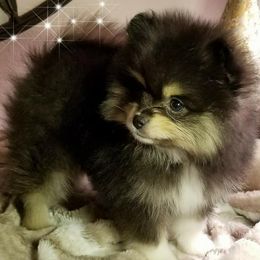 Pomeranians from Tami's Dazzling AKC Pomeranians