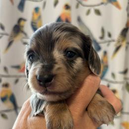 Ringo - Blue and tan male Dachshund puppy in Meridian, Idaho from Schön Duchshund