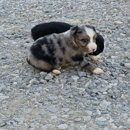 Rain - Blue merle female Miniature American Shepherd puppy in Leonard, Texas from Tin Roof Aussies